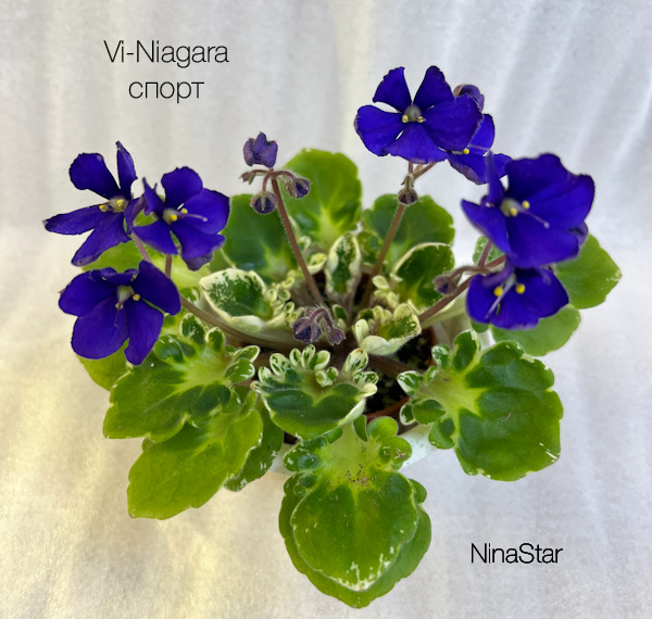 Vi-Niagara спорт