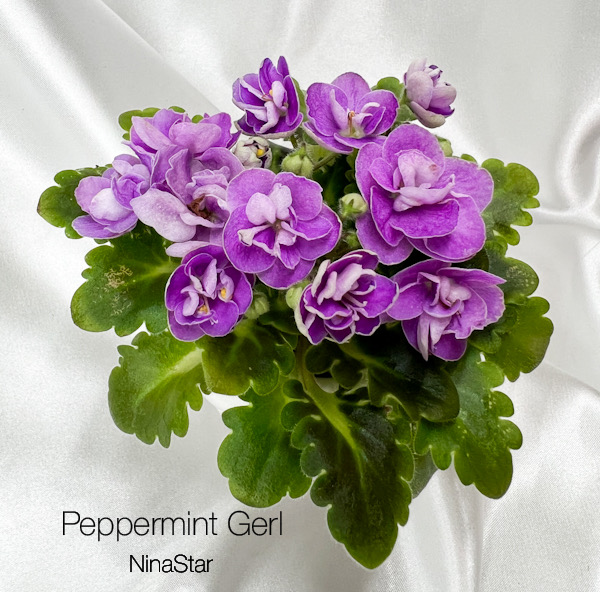 Peppermint Gerl