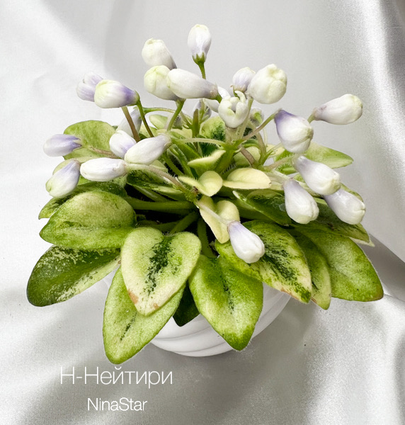 Н-Нейтири
