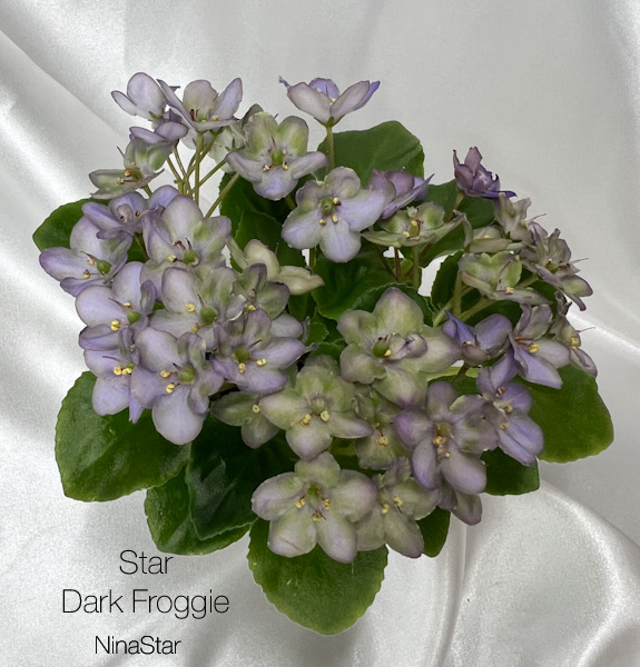 Star Dark Froggier