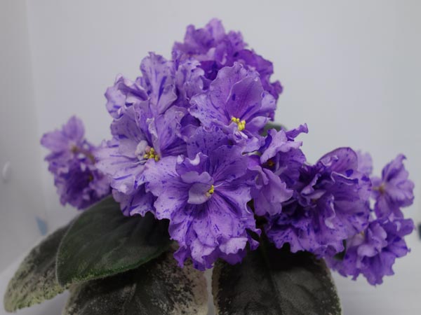 ПТ-Дафна.jpg