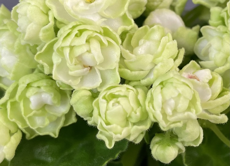 Hunter's Cabbage Goddess 1.jpg