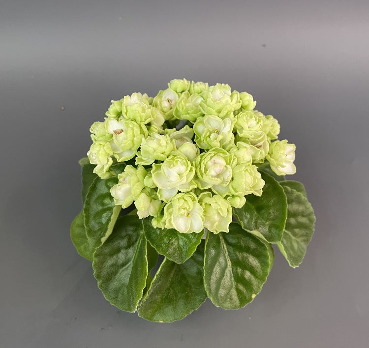 Hunter's Cabbage Goddess 2.jpg