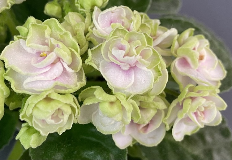 Hunter's Cabbage Goddess спорт 1.jpg