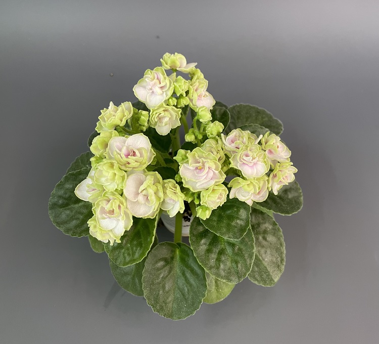Hunter's Cabbage Goddess спорт 2.jpg