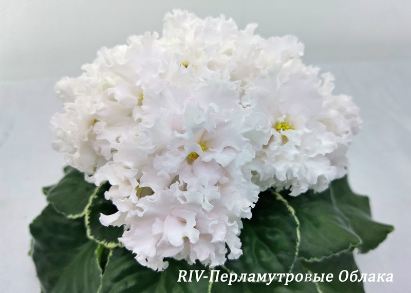 RIV-Перламутровые-Облака1.jpg
