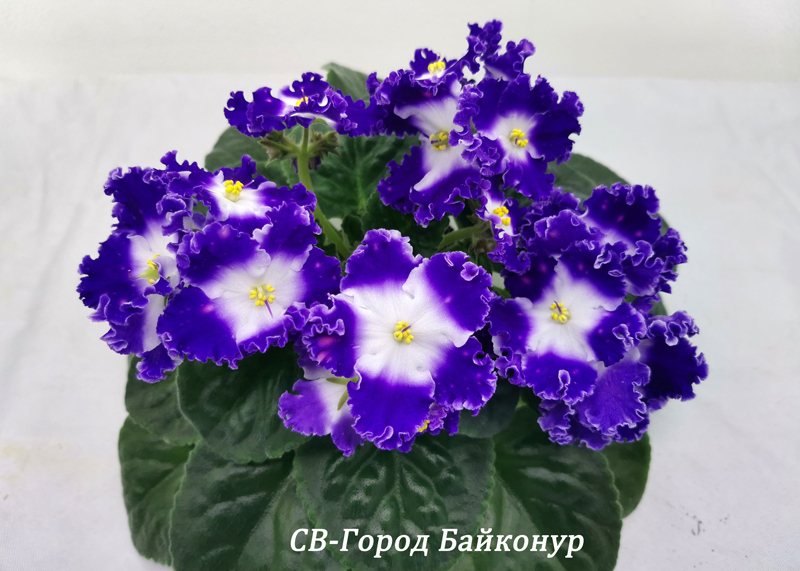 СВ-Город-Байконур.jpg