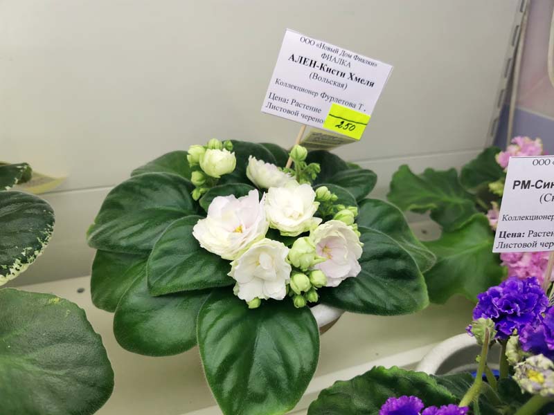 IMG_20260108_181704.jpg