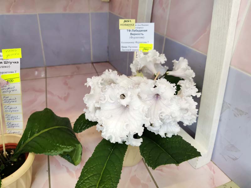 IMG_20260108_182617.jpg