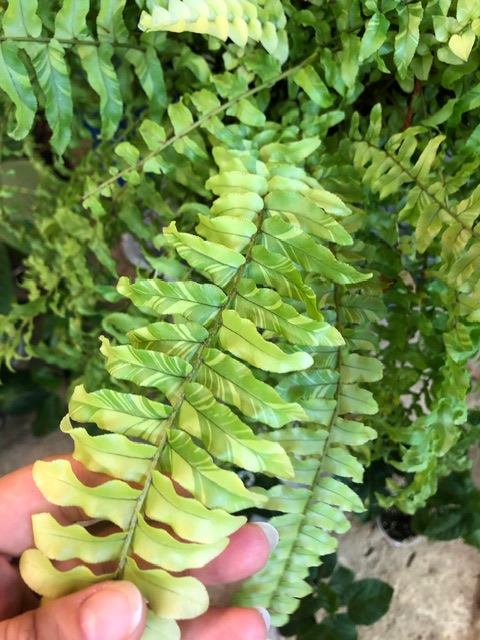 camphoto_1870231840.jpeg