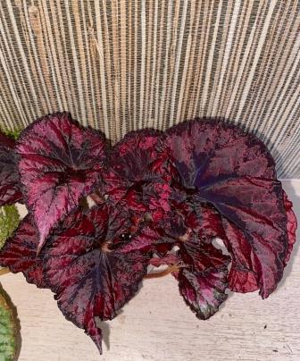 DS-Luxory Red.jpg