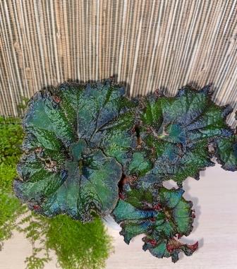 СВ-Райские Кущи.jpg