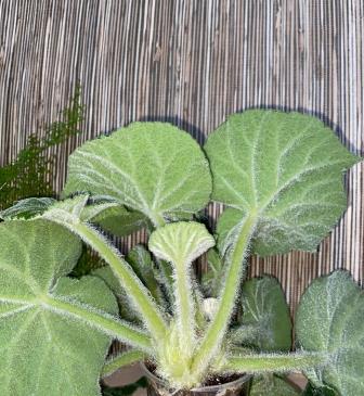 Filiformis Green (U476) 2.jpg