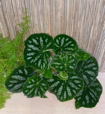 Filiformis Green (U476).jpg