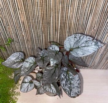 Silver Leaves.jpg
