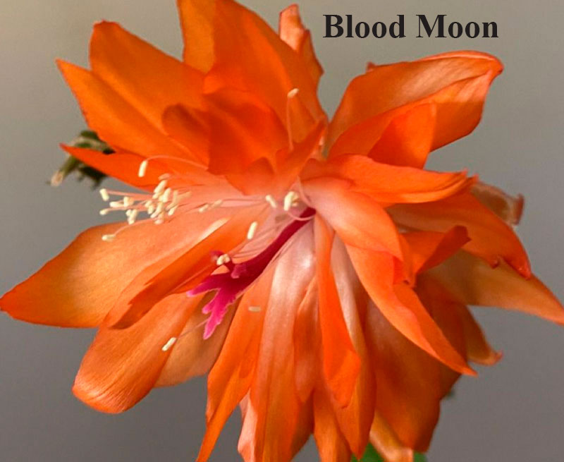 Blood-Moon.jpg
