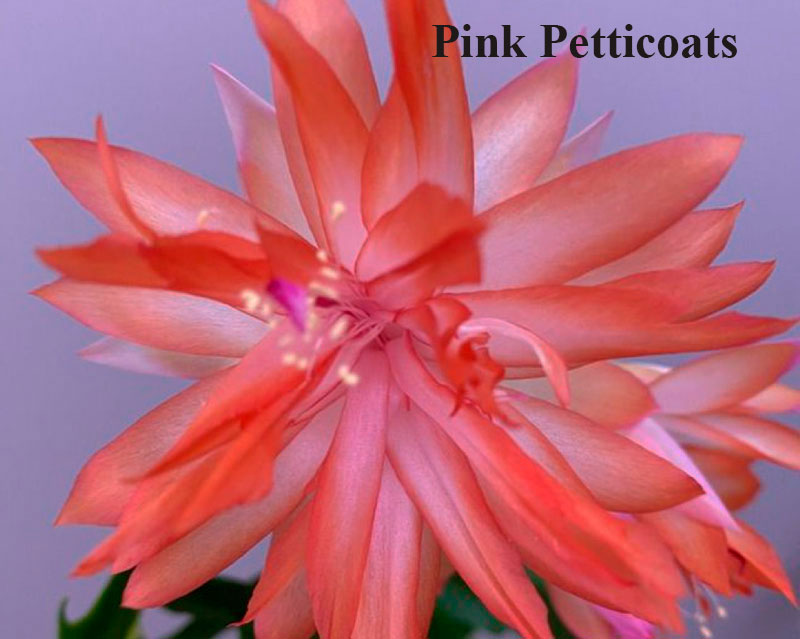 Pink-Petticoas.jpg