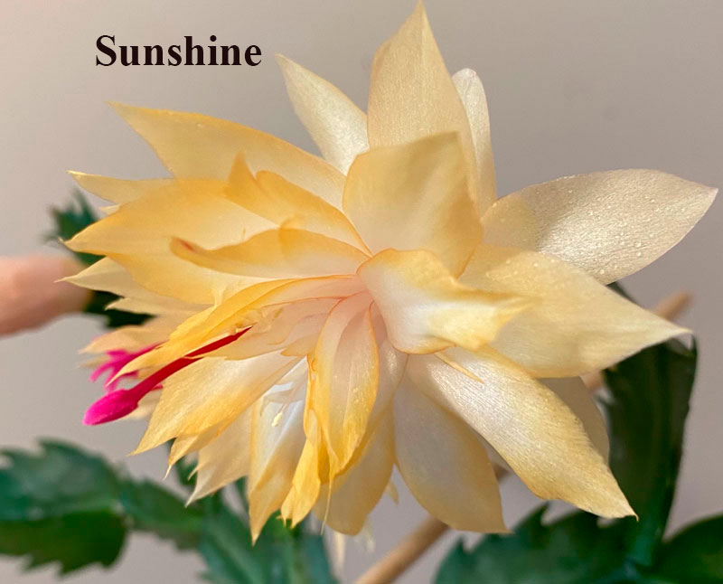 Sunshine.jpg