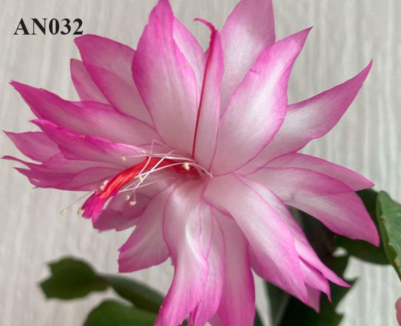 AN032.jpg