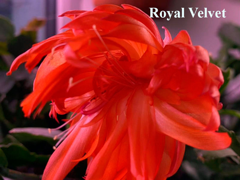 Royal-Velvet.jpg