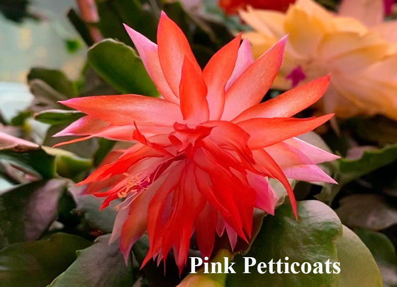 Pink-Petticoats.jpg