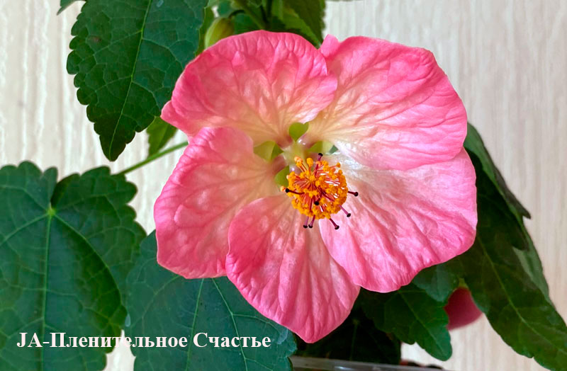 JA-Пленительное-Счастье.jpg