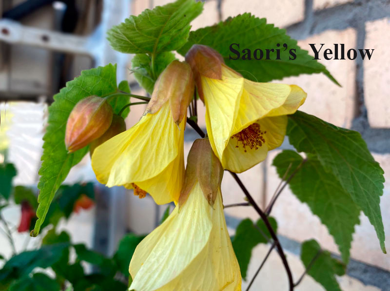 Saori's-Yellow.jpg