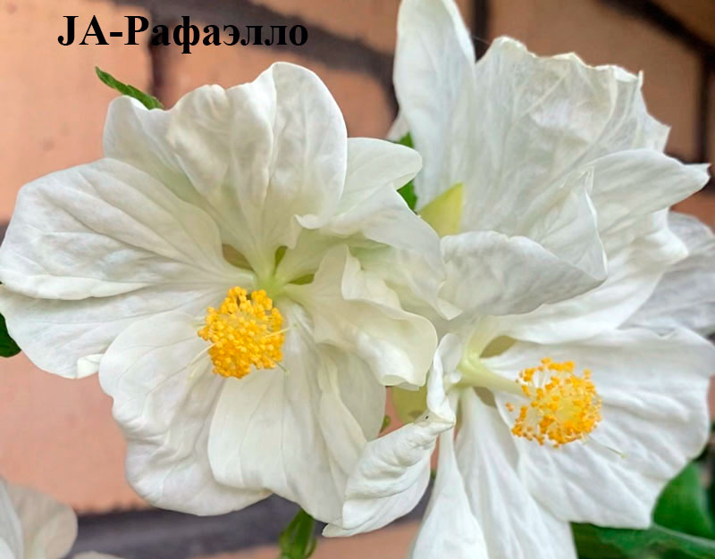 JA-Рафаэлло.jpg