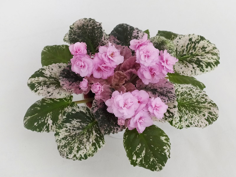 Rose Bouquet.jpg