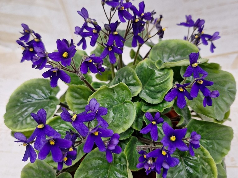Saintpaulia Orbicularis Var Purpurea.jpg