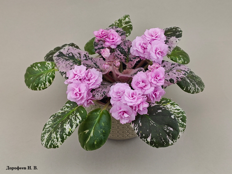 Rose Bouquet