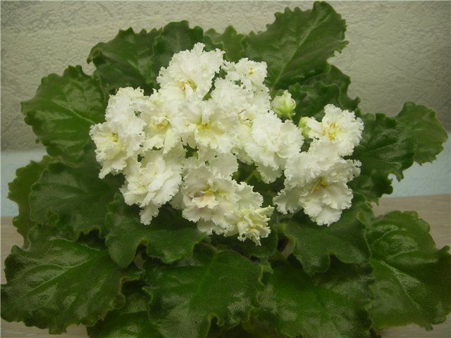 ЛЕ-Золотая Пена.jpg
