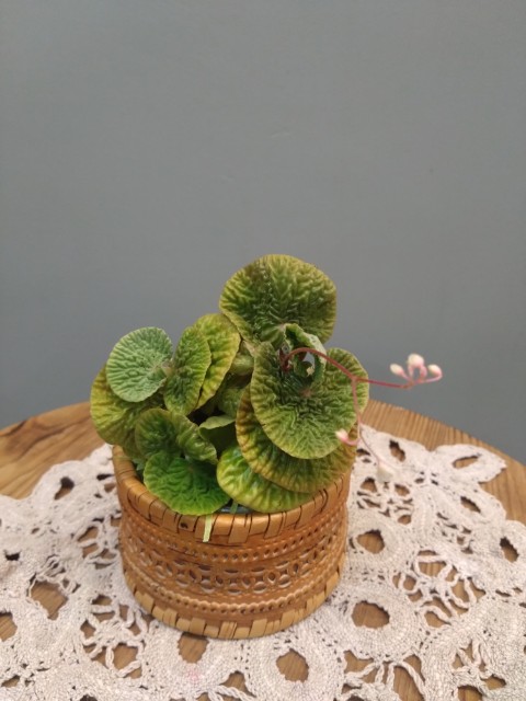Begonia Crispula