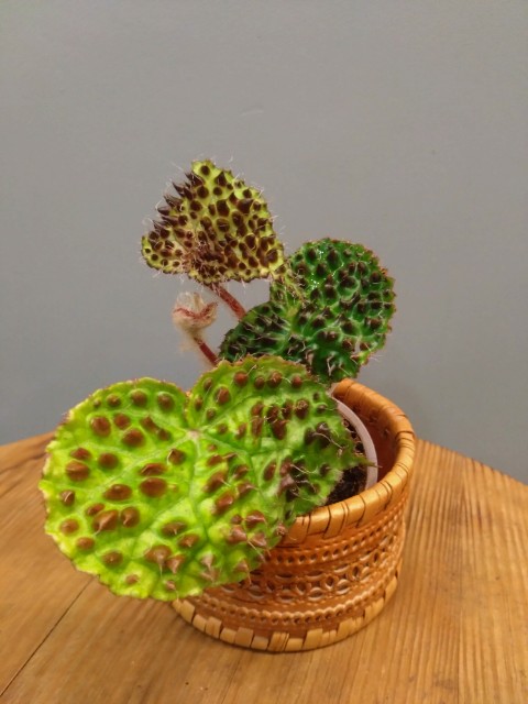 B. melanobullata