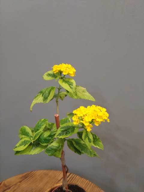 Лантана вариегатная Lemon Swirl (Lantana camara Samantha variegated)