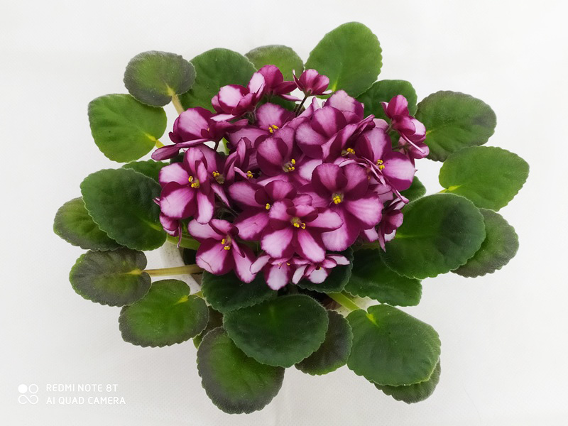 3. LC's Raspberry Whisper, колл. Л.Пак.jpg