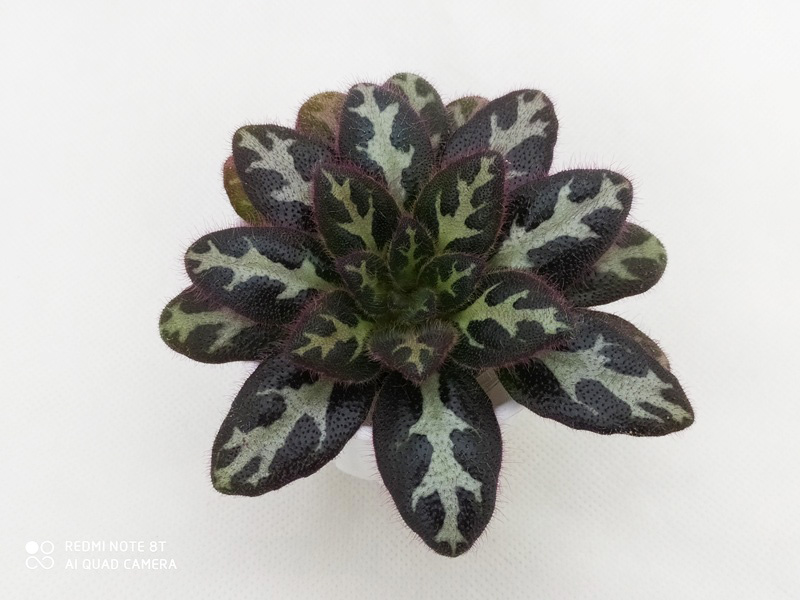 1. Primulina sinovietnamica, колл. М.Тотиева.jpg