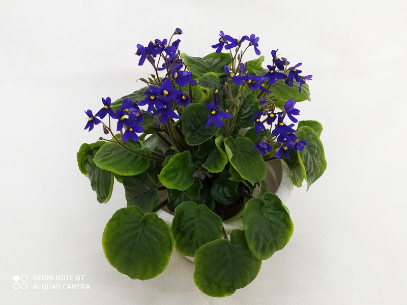 1. Saintpaulia Orbicularis Var Purpurea, колл. Л.Пак.jpg