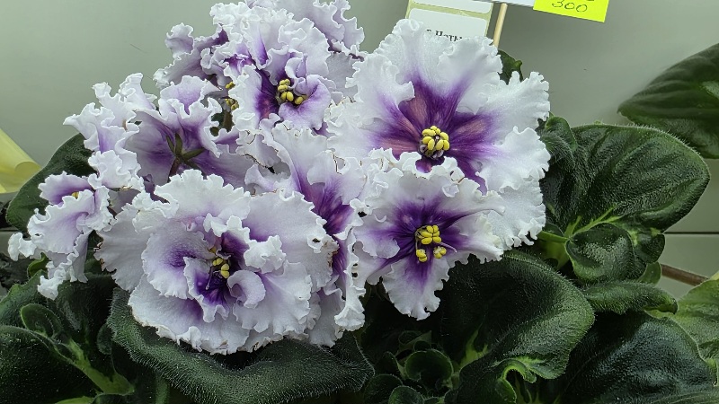 20260131_153023МТ-Ноты  Сердца.jpg
