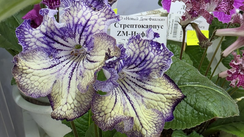 20260131_152358ZM-Инфант.jpg