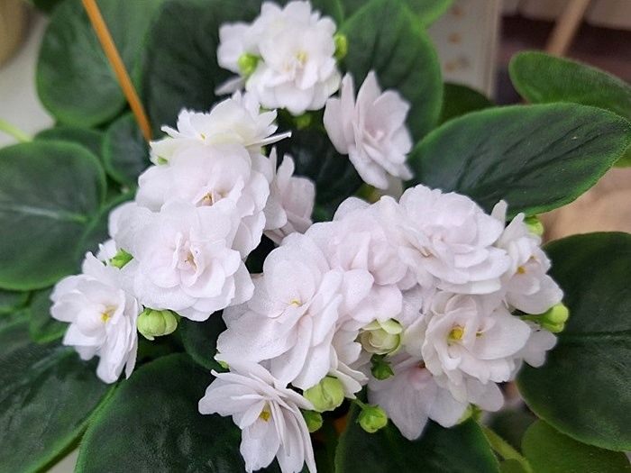 White Strawberry.jpg