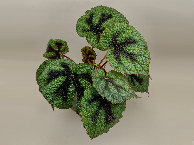 Masoniana
