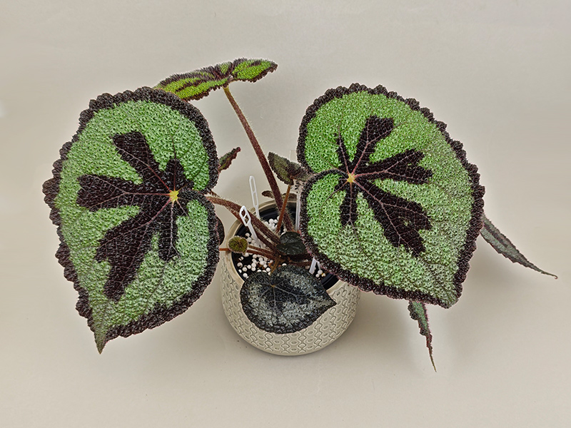Masoniana-Little-Rock