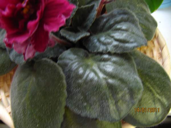 IMG_5352_thumb.jpg