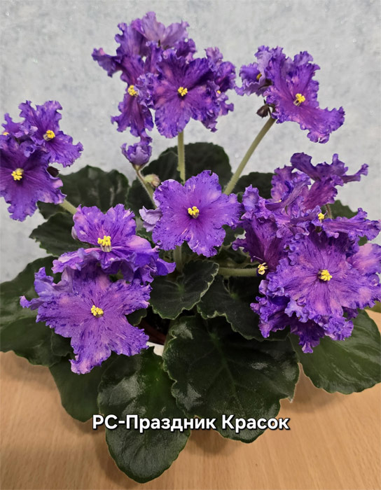 рс-праздник-красок.jpg