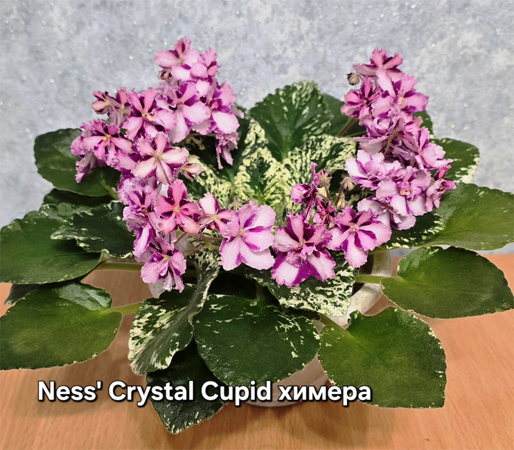 ness-crystal-cupid.jpg