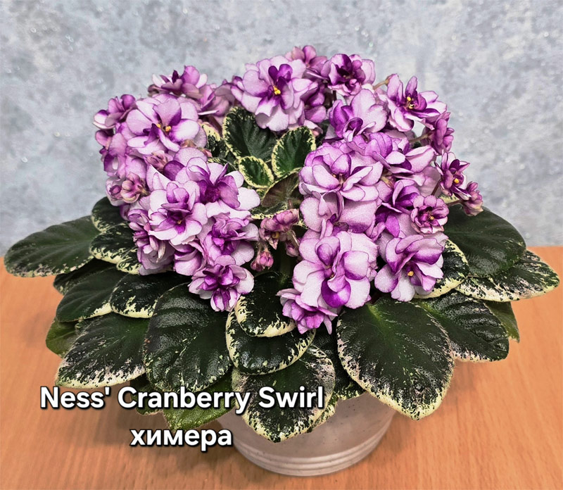 ness-cranberry-swirl.jpg