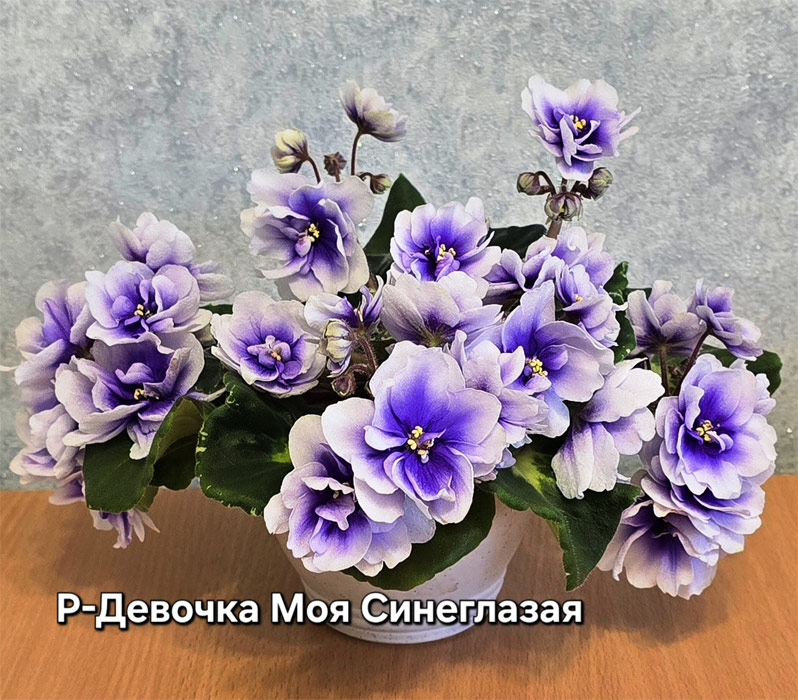 р-девочка-моя-синегл.jpg