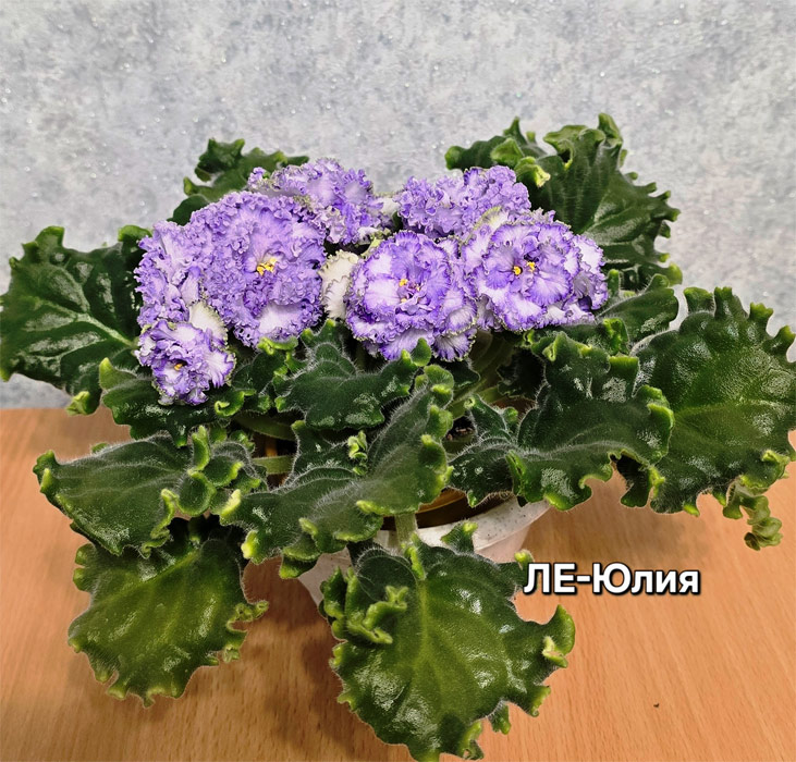 ле-юлия.jpg