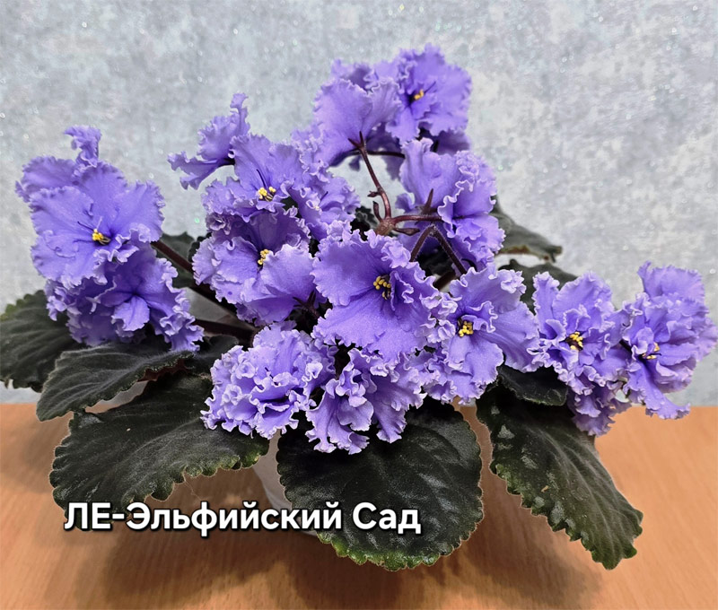 ле-эльфийский-сад.jpg